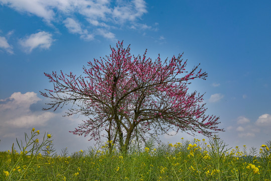 桃花