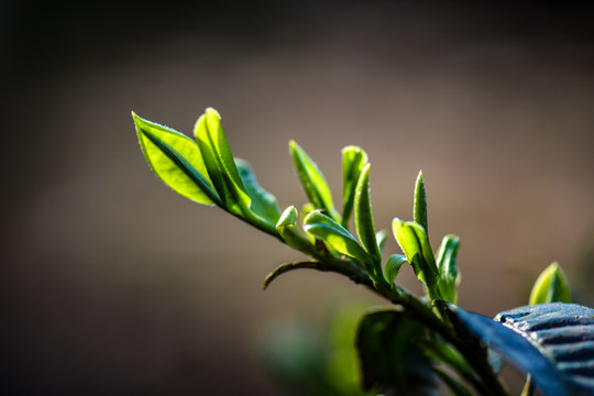 春茶古树茶