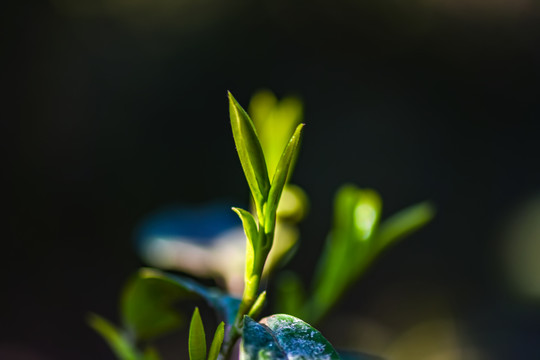 春茶古树茶