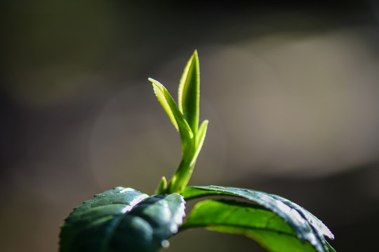 春茶古树茶