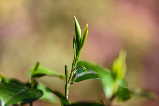 春茶古树茶