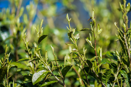 春茶古树茶