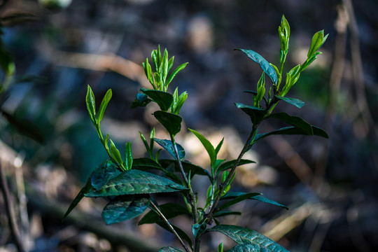 春茶古树茶