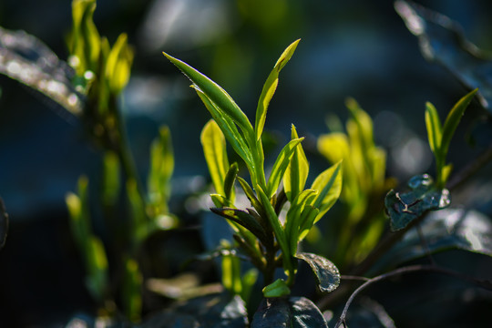 春茶古树茶