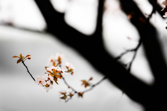 水墨风花卉