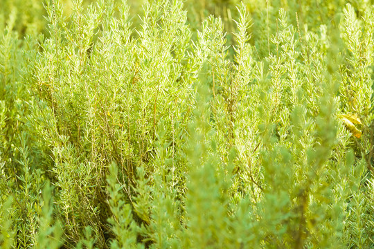 春天里的绿色小草植物