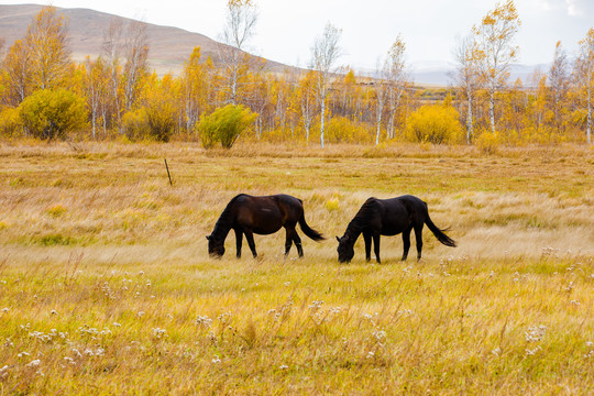 秋季草原吃草的骏马