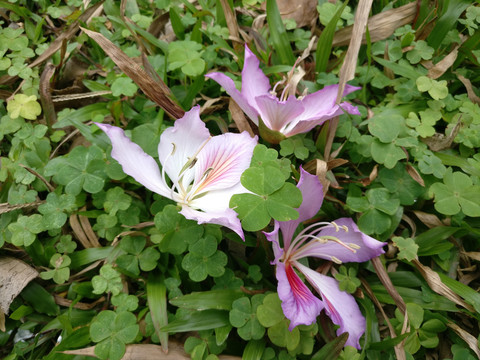 草地上的花朵