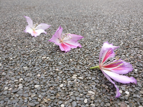 落在路边的花