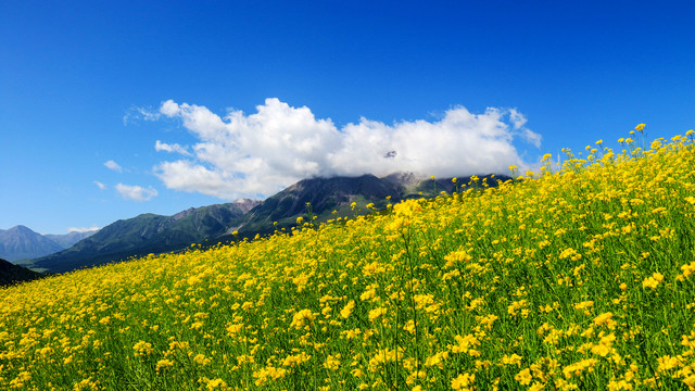 油菜花