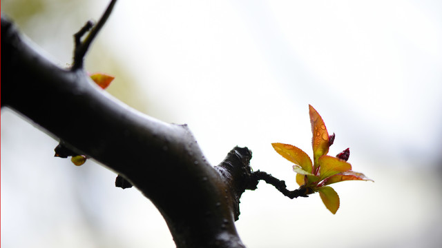 江苏淮安古淮河畔春天景色