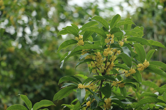 院子里的桂花