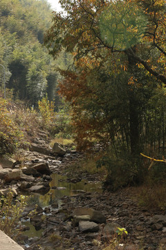 溪水边的秋叶