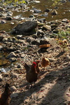 溪水边的农家土鸡