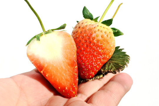 手心上的草莓