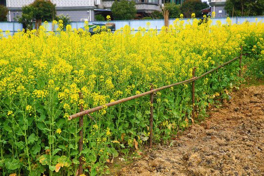 油菜花