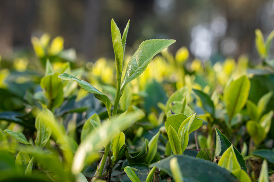 春天的茶芽