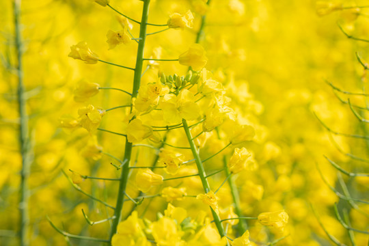 油菜花