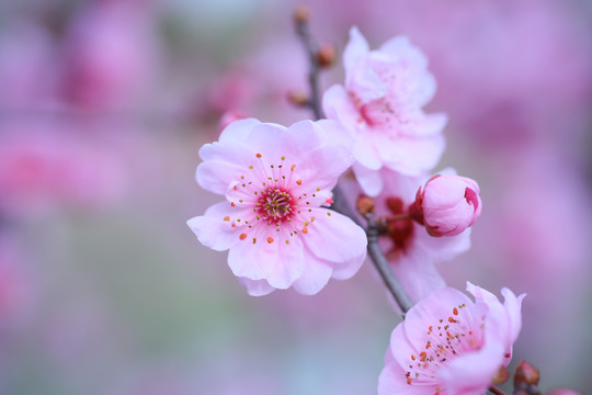 花卉樱花