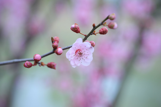 早樱开花