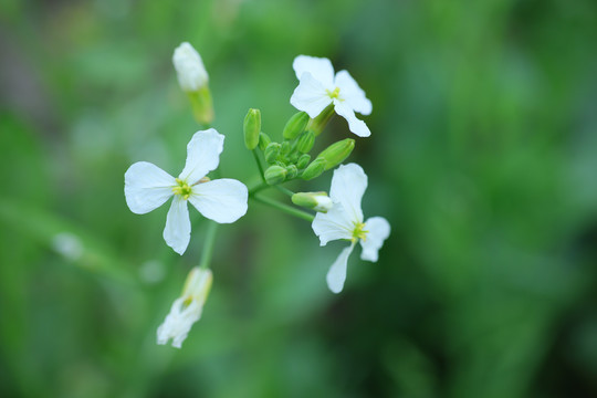 白油菜花特写