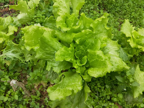 生菜种植