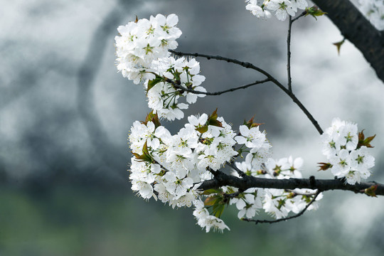 春意盎然樱桃花