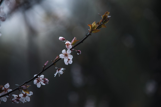 李子花