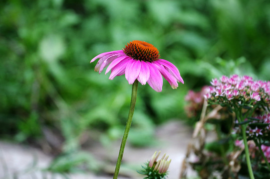 紫松果菊紫雏菊