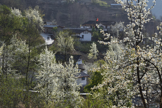 乡村春天开花