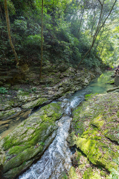 重庆黑山谷原始生态风景区