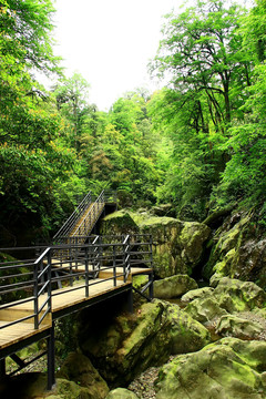 雅安荥经龙苍沟风景