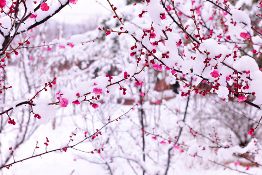 雪与梅