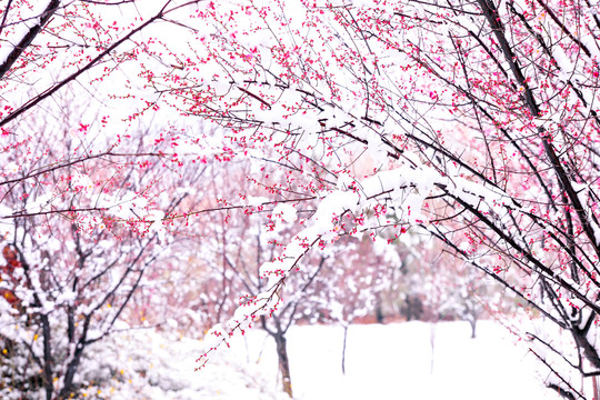 梅园雪景