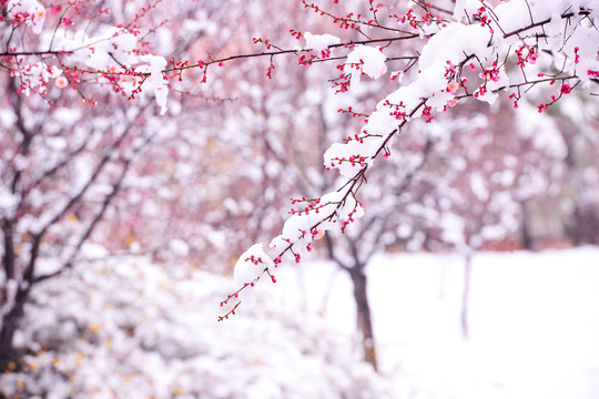 梅花与雪