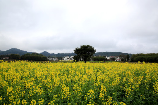 油菜花