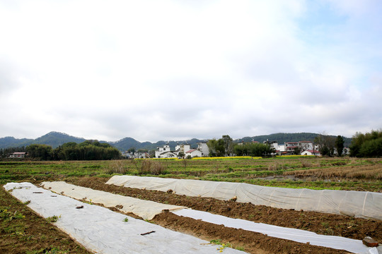 田野