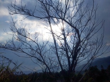 树木阴云