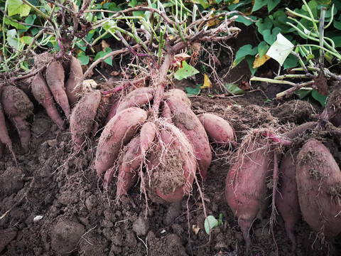 蕃薯种植