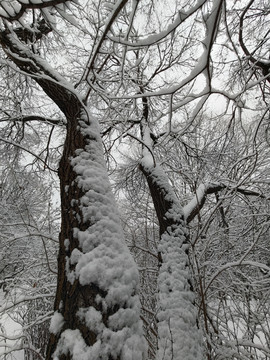 北京奥林匹克森林公园雪景