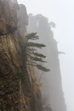 云雾黄山6