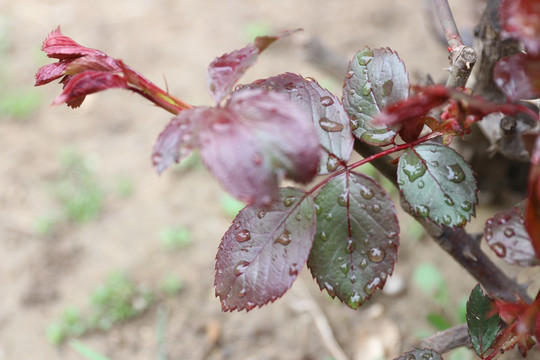 雨后的月季花枝