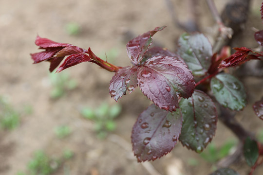 雨后的月季花枝