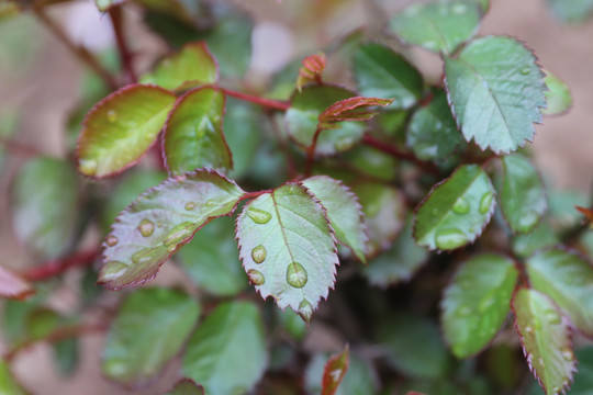 雨后的月季花枝