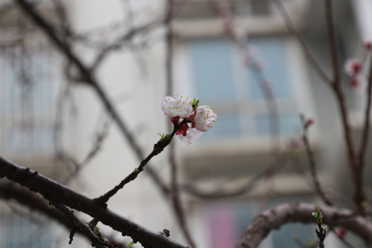 盛开的杏花