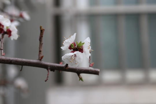 盛开的杏花一枝独秀