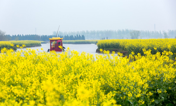 兴化千垛油菜花田