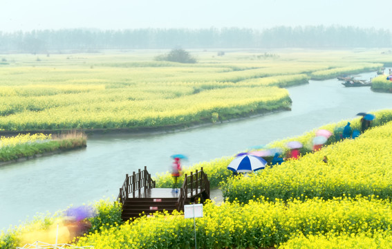 兴化千垛油菜花田