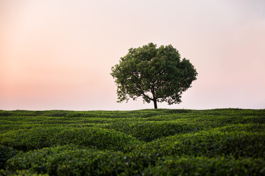 茶园里的一棵树