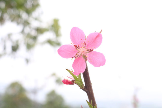 桃花